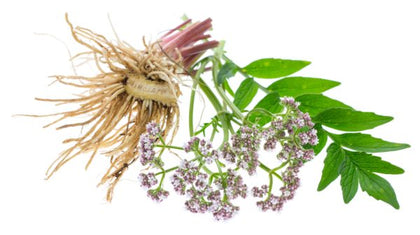 Valerian extract plant